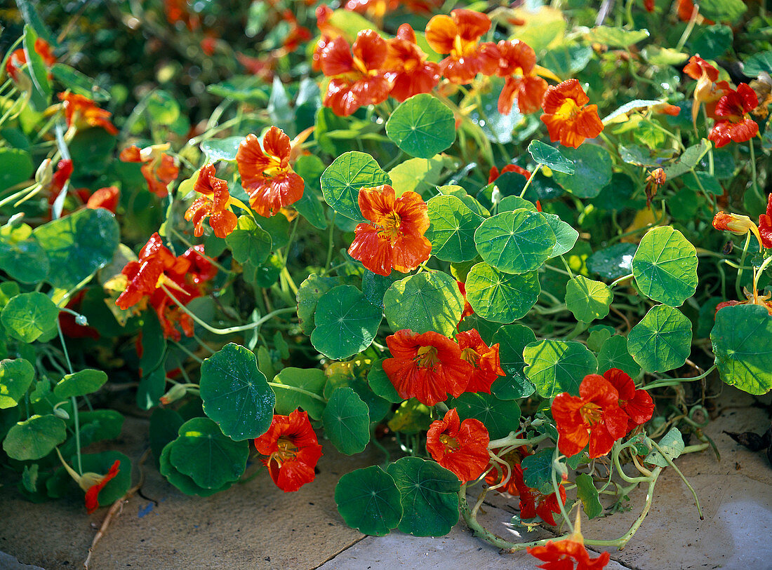 Tropaeolum (Kapuzinerkresse) mit rot-orangen Blüten