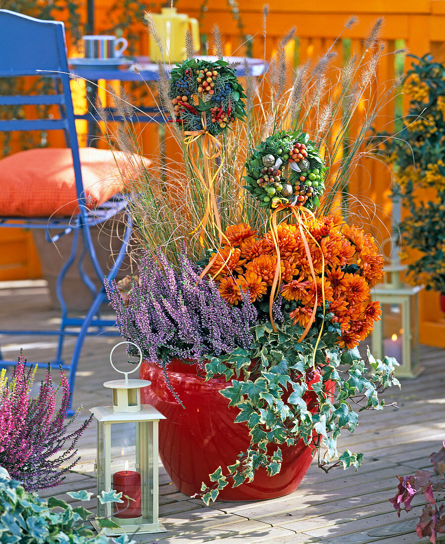 Chrysanthemum Yahou 'Luron', Calluna 'Marlies'