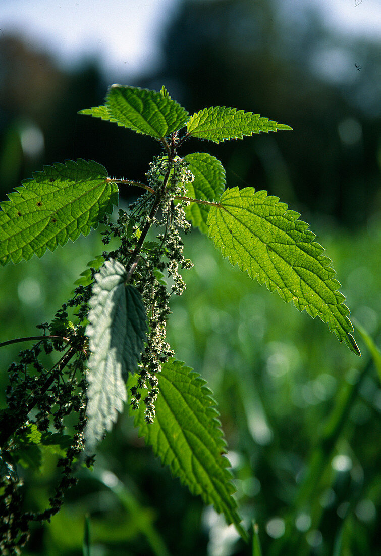 Urtica dioica (stinging nettle) with seeds