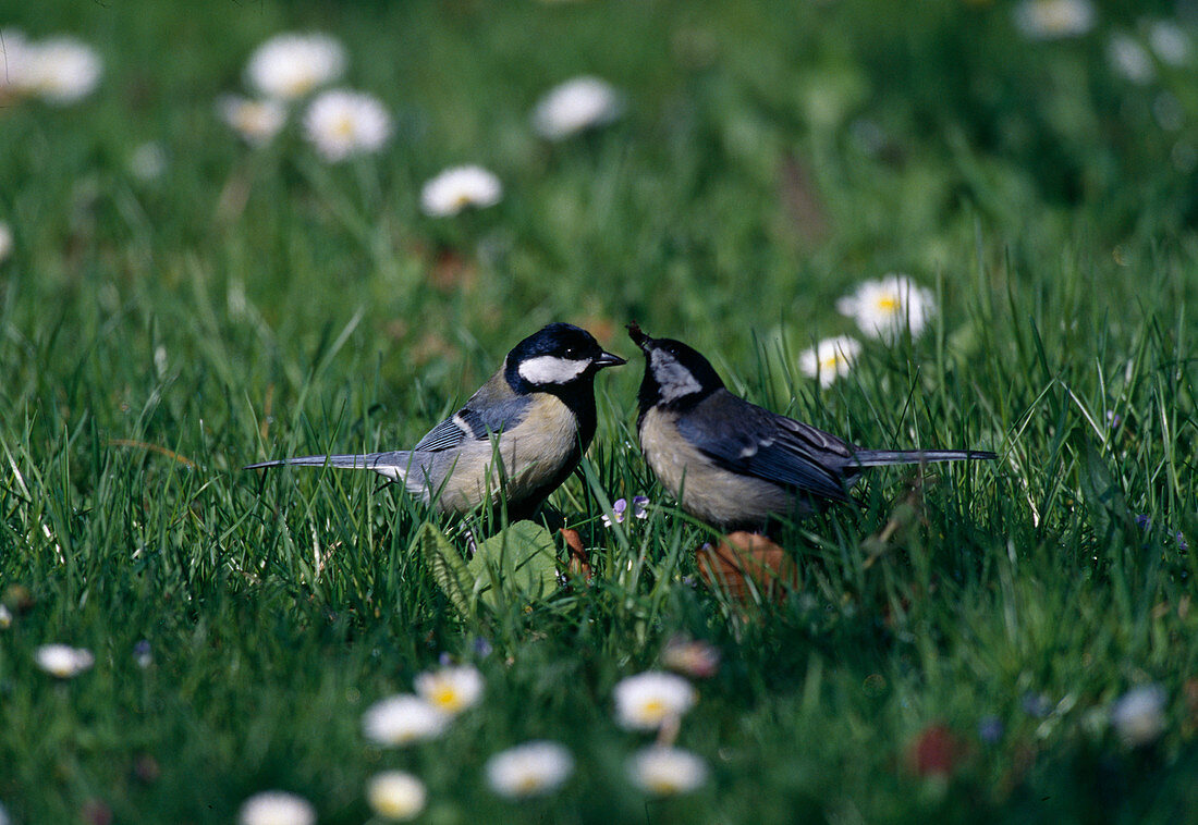 Parus major (Kohlmeisen) in der Wiese