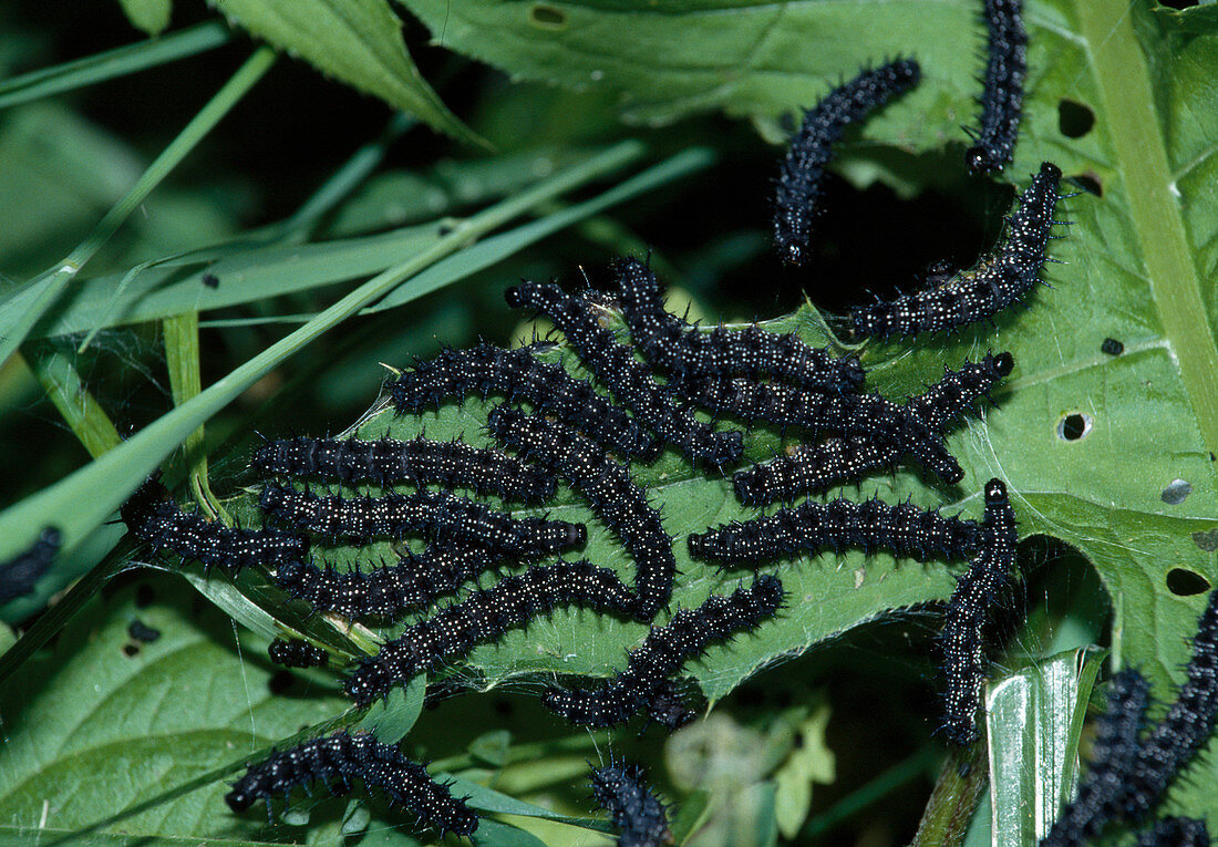 Butterfly caterpillars of the peacock butterfly