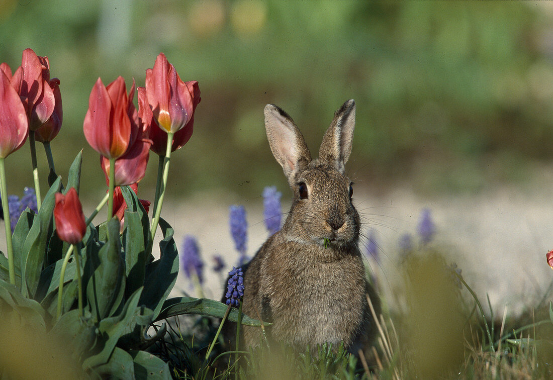 Wildkaninchen am Blumenbeet (von vorne)