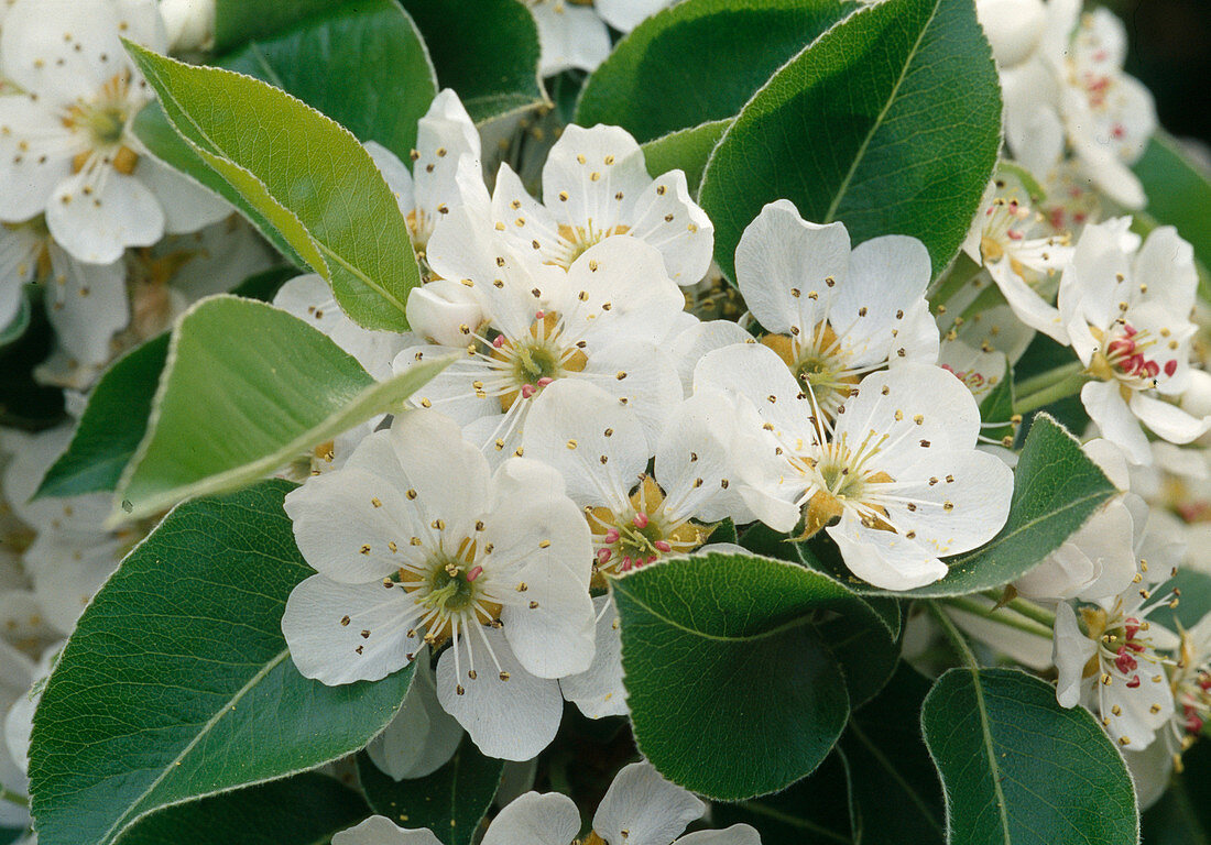 Pyrus (pear), flowers and leaves