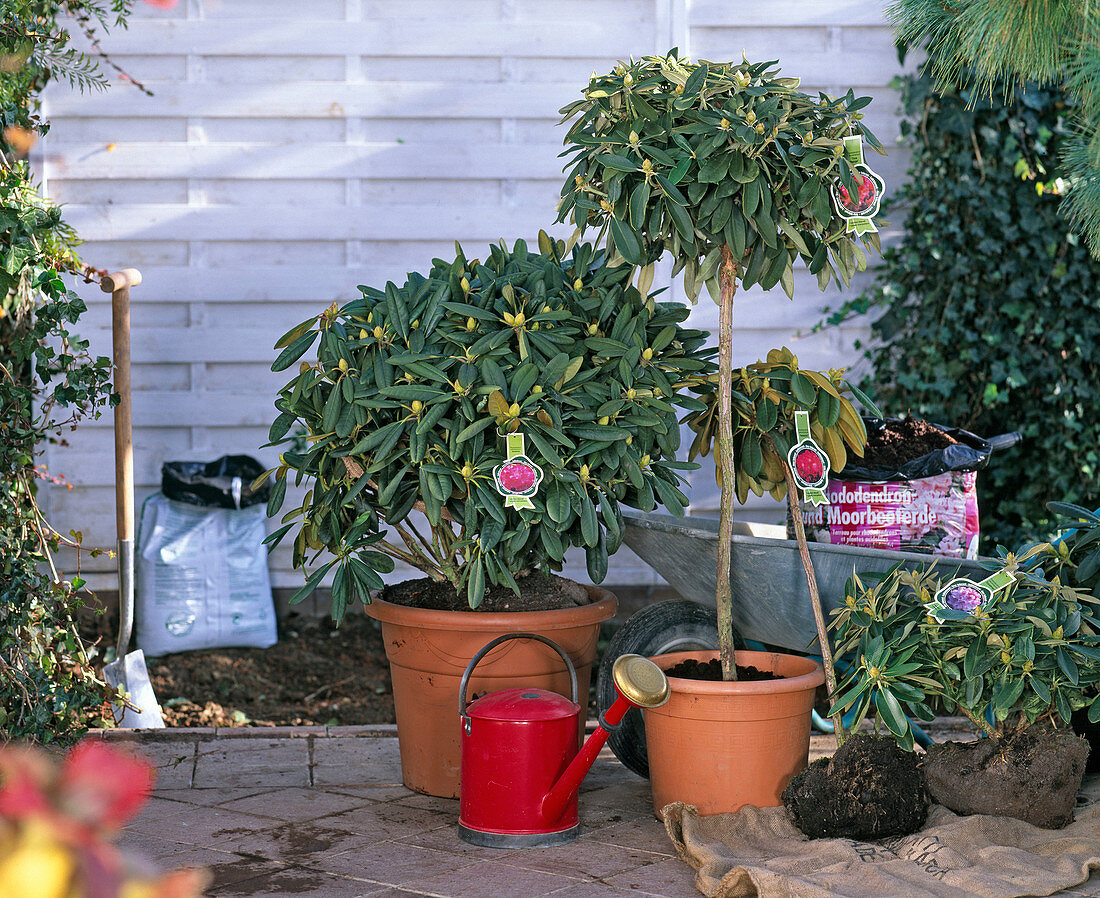 Rhododendron (alpine rose), container and bale goods