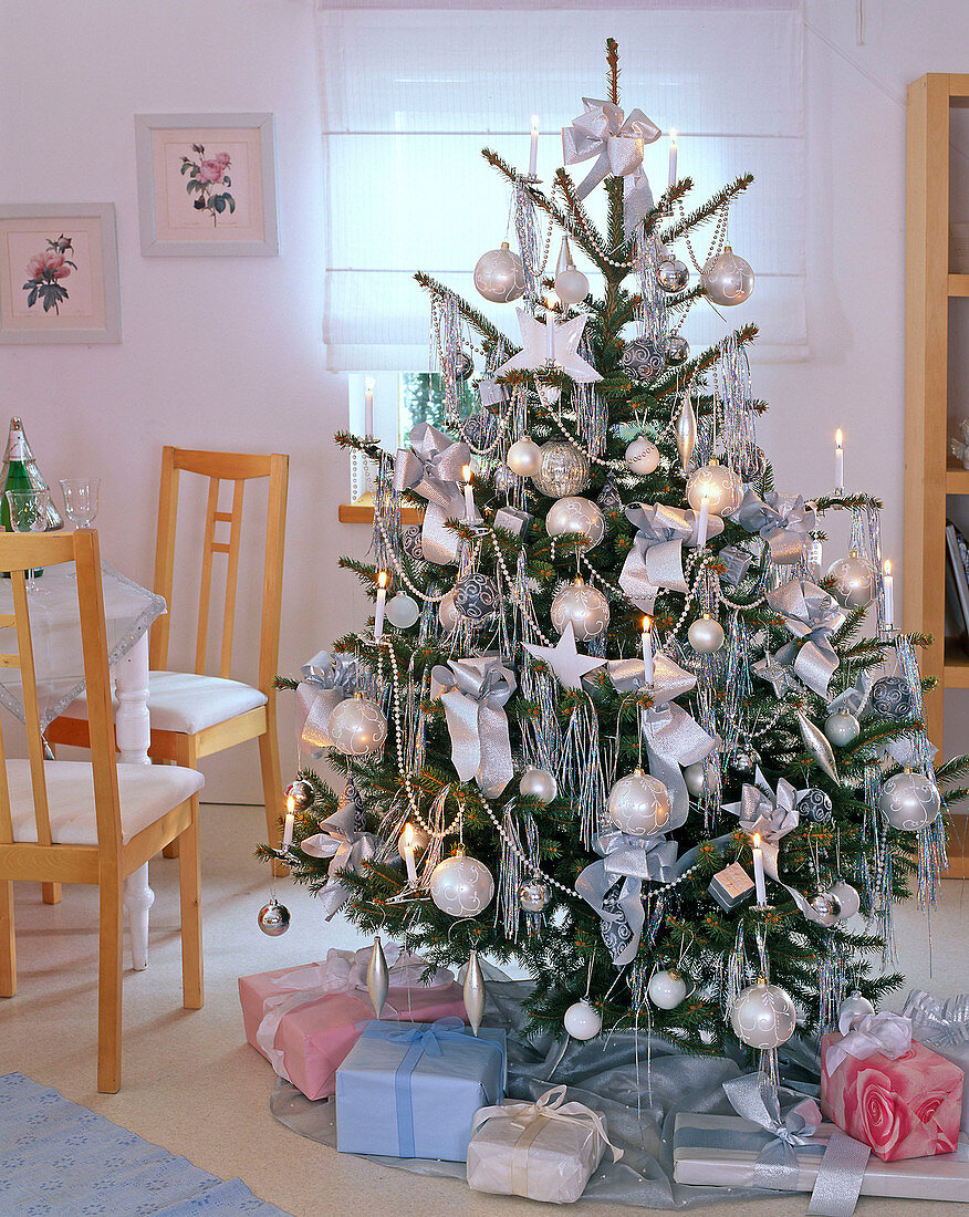 Christmas tree in white, Picea pungens (spruce)