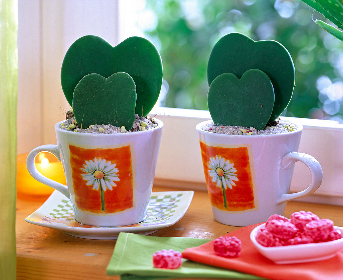 Hoya kerrii (heart shaped wax flower) in colorful cups