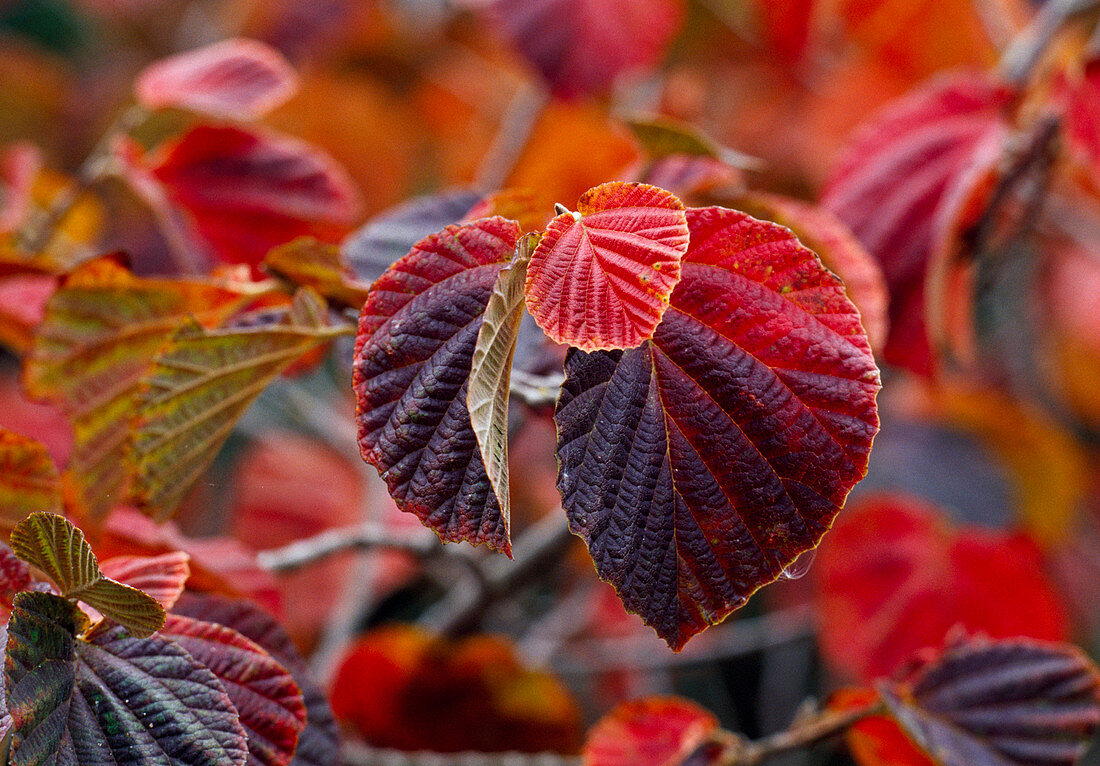 Laub von Hamamelis (Zaubernuss), rote Herbstfärbung