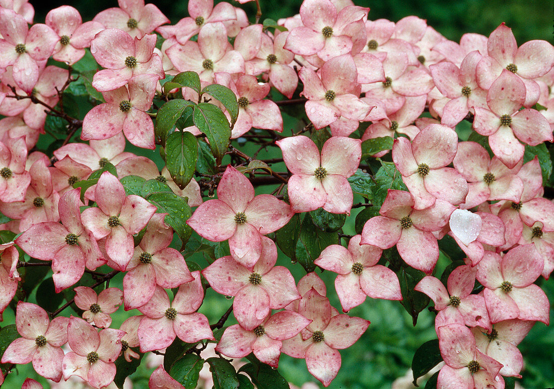 Pink flowers of Cornus kousa 'Satomi' (dogwood flower)