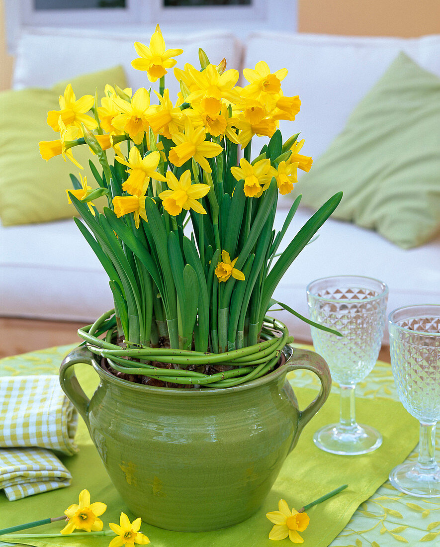 Narcissus 'Tete A Tete' (Daffodil), cornus wreath