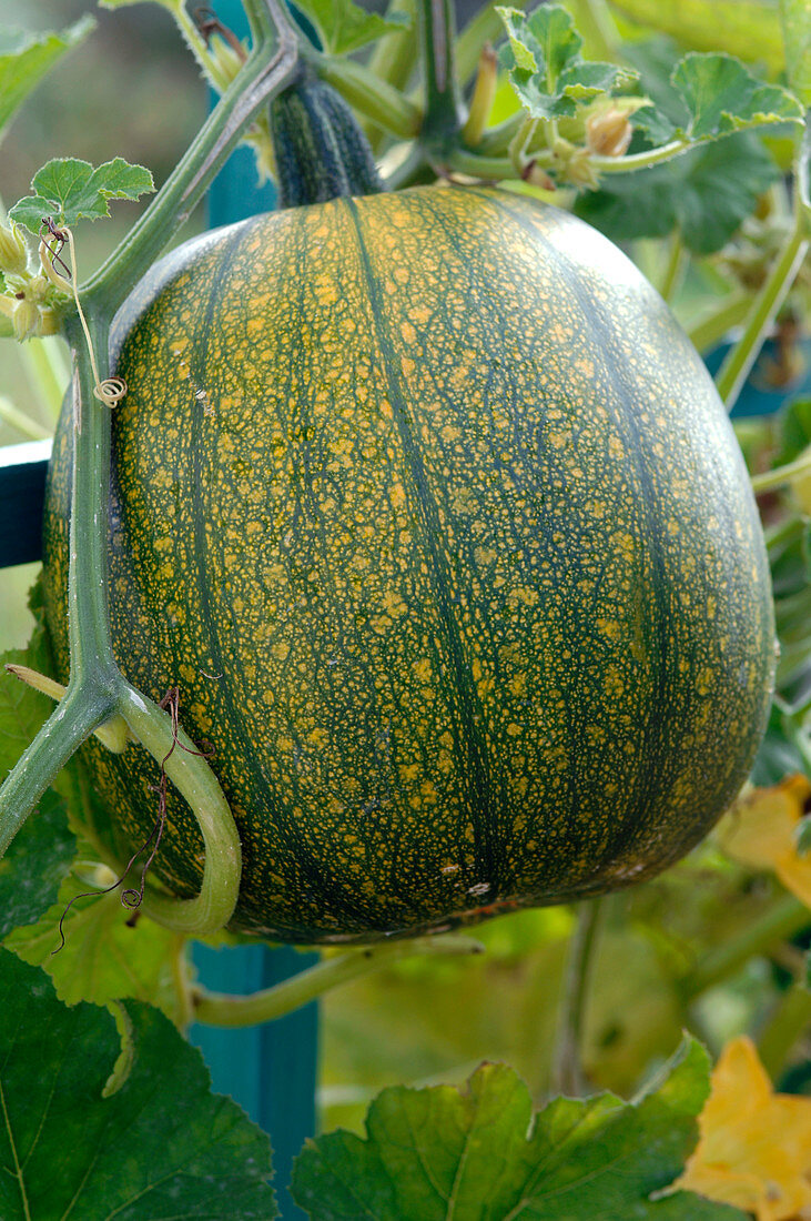 Cucurbita (Kürbis) an der Pflanze