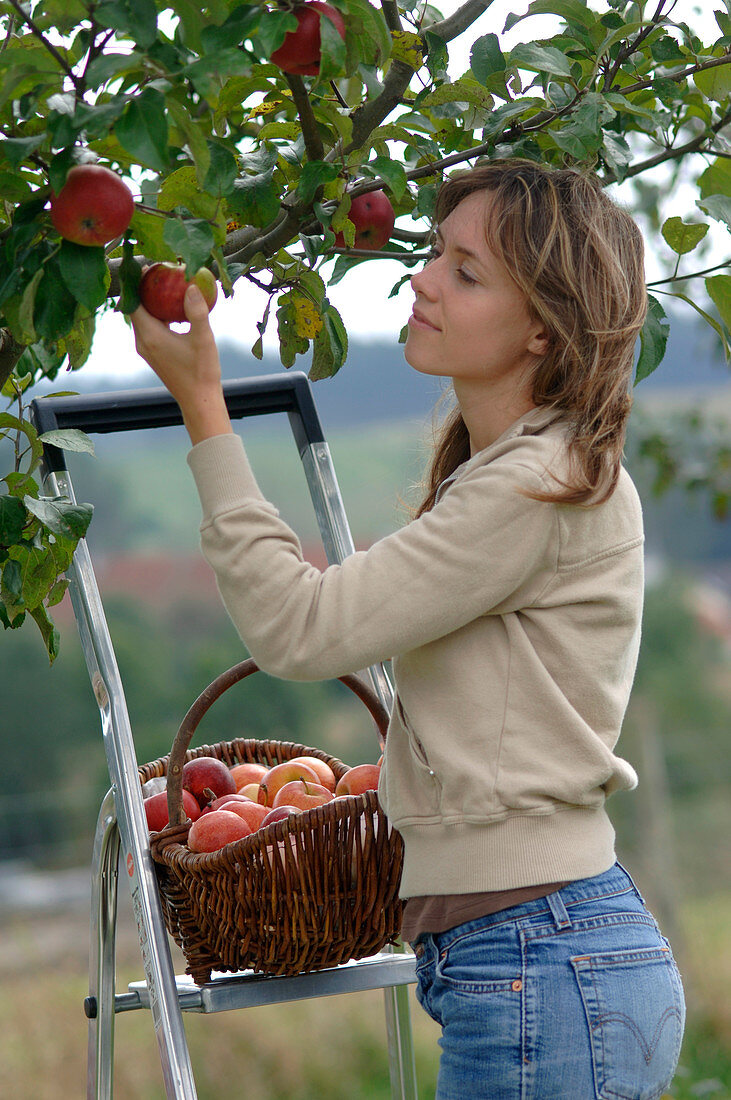 Frau auf einer Leiter pflückt Malus (Äpfel)
