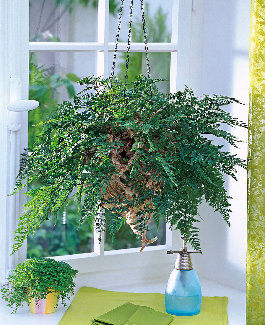 Davallia (hare foot fern) at the window