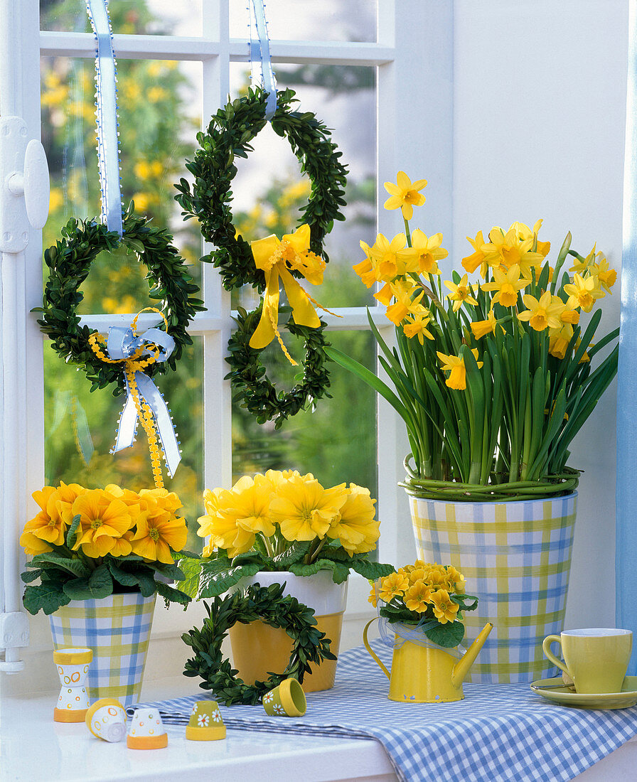 Yellow window, Narcissus 'Tete A Tete' (Daffodil)