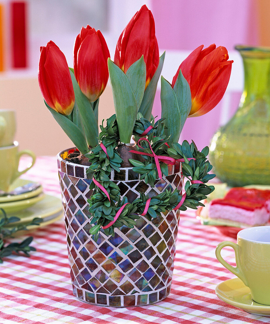 Tulipa 'Red Paradise' (Tulpe) in Topf aus Glasmosaiken