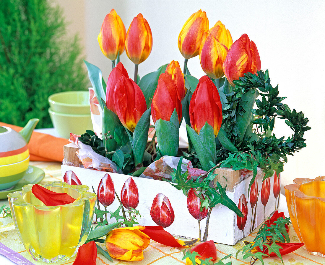 Tulipa 'Red Paradise', 'Flair' (tulip) in white wooden box