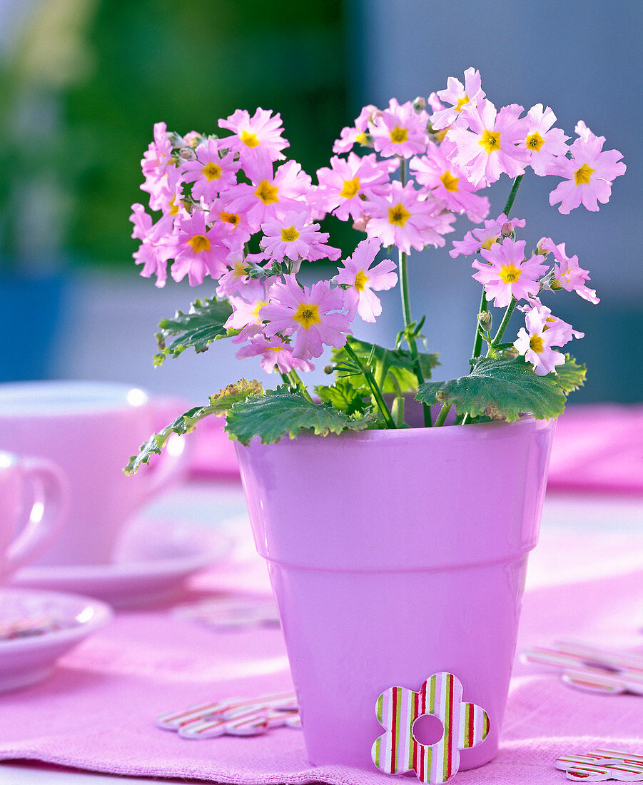 Primula malacoides (Fliederprimel) in rosa Keramiktopf