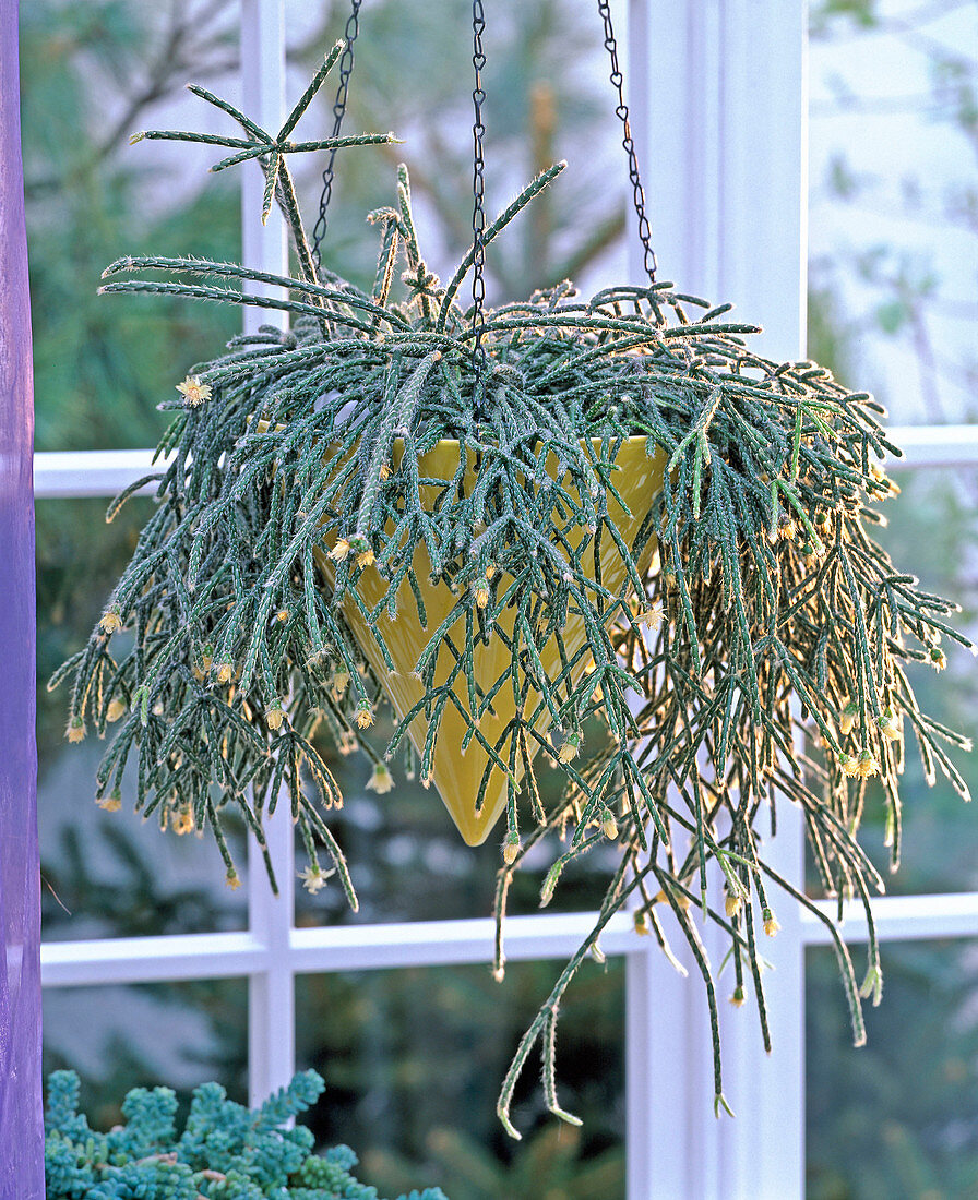 Rhipsalis pilocarpa (Rutenkaktus) in flower basket by the window