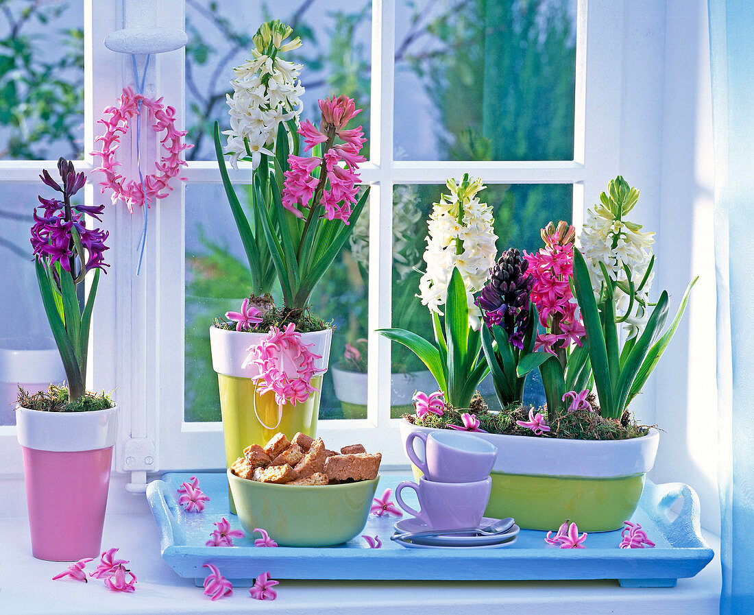 Hyacinthus (hyacinth) white, pink and purple, by the window