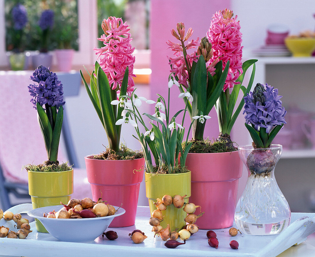 Hyacinthus (hyacinth) in ceramic pots