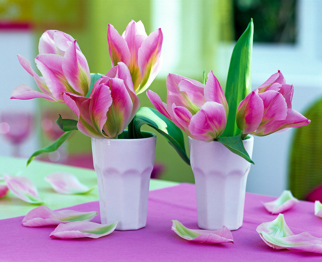 Tulipa (tulips, pink with a green tinge, in small white vases