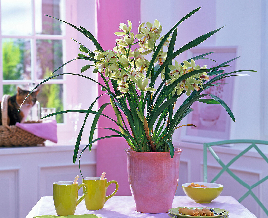 Cymbidium (Barracuda) in pink pot