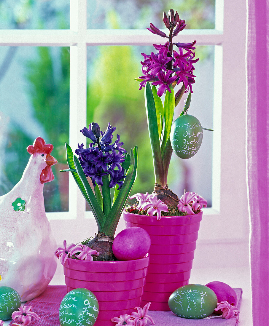 Hyacinthus (Hyacinth) in pink planters