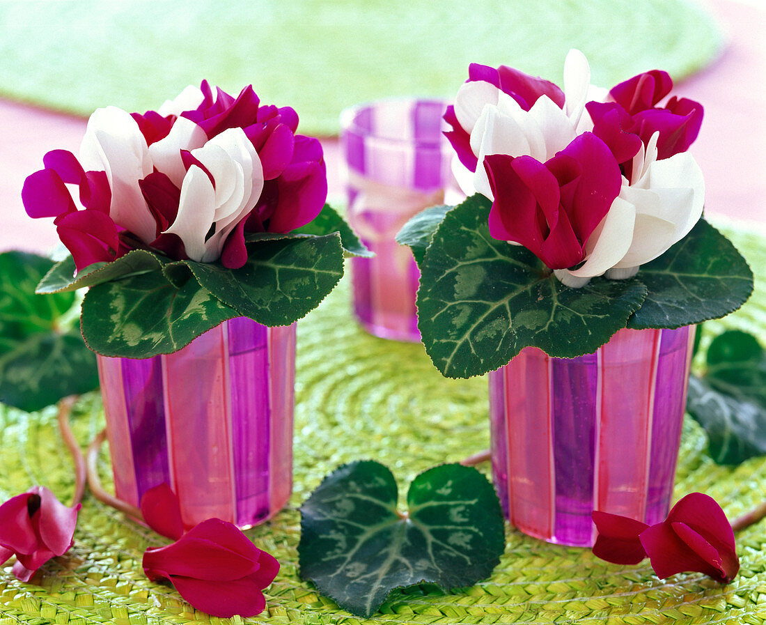 Cyclamen bouquet in white and pink