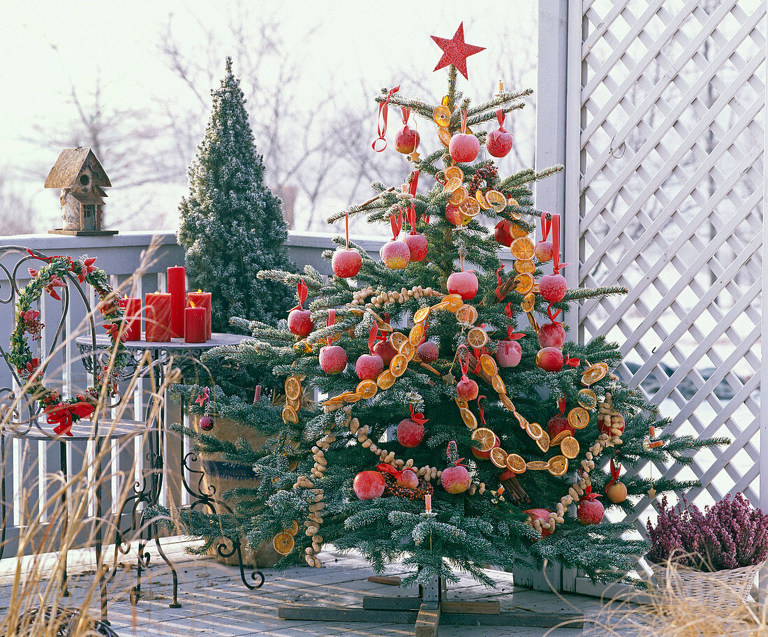Picea (spruce) as a Christmas tree, decorated with Malus (apple)