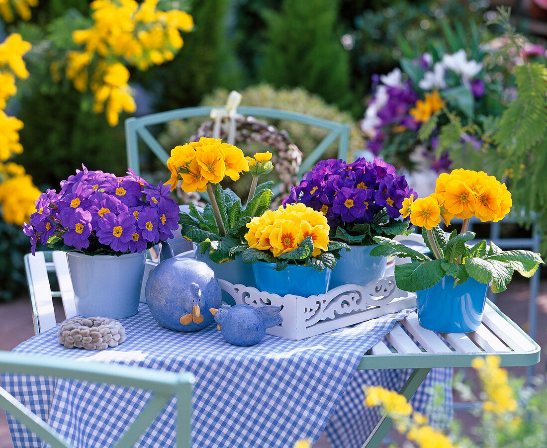 Primula acaulis (Frühlingsprimeln) in blau und gelb