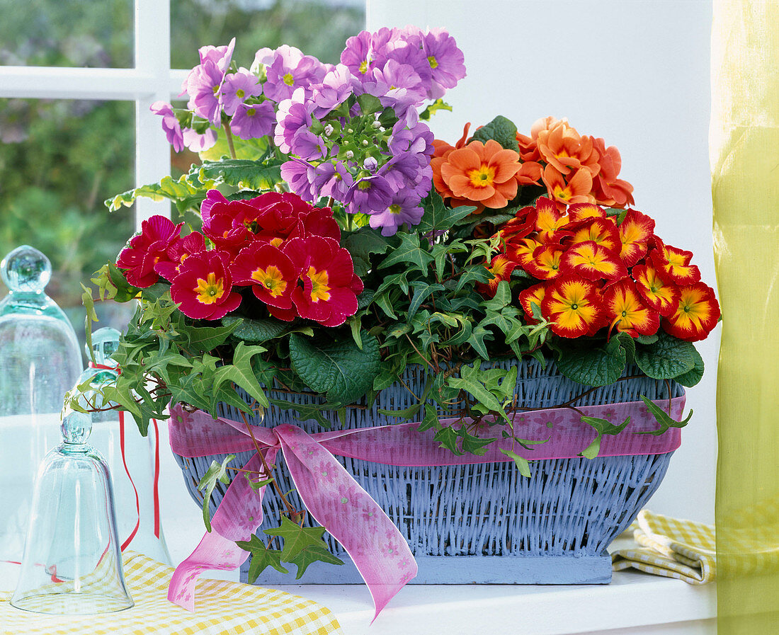 Plant blue basket with primroses