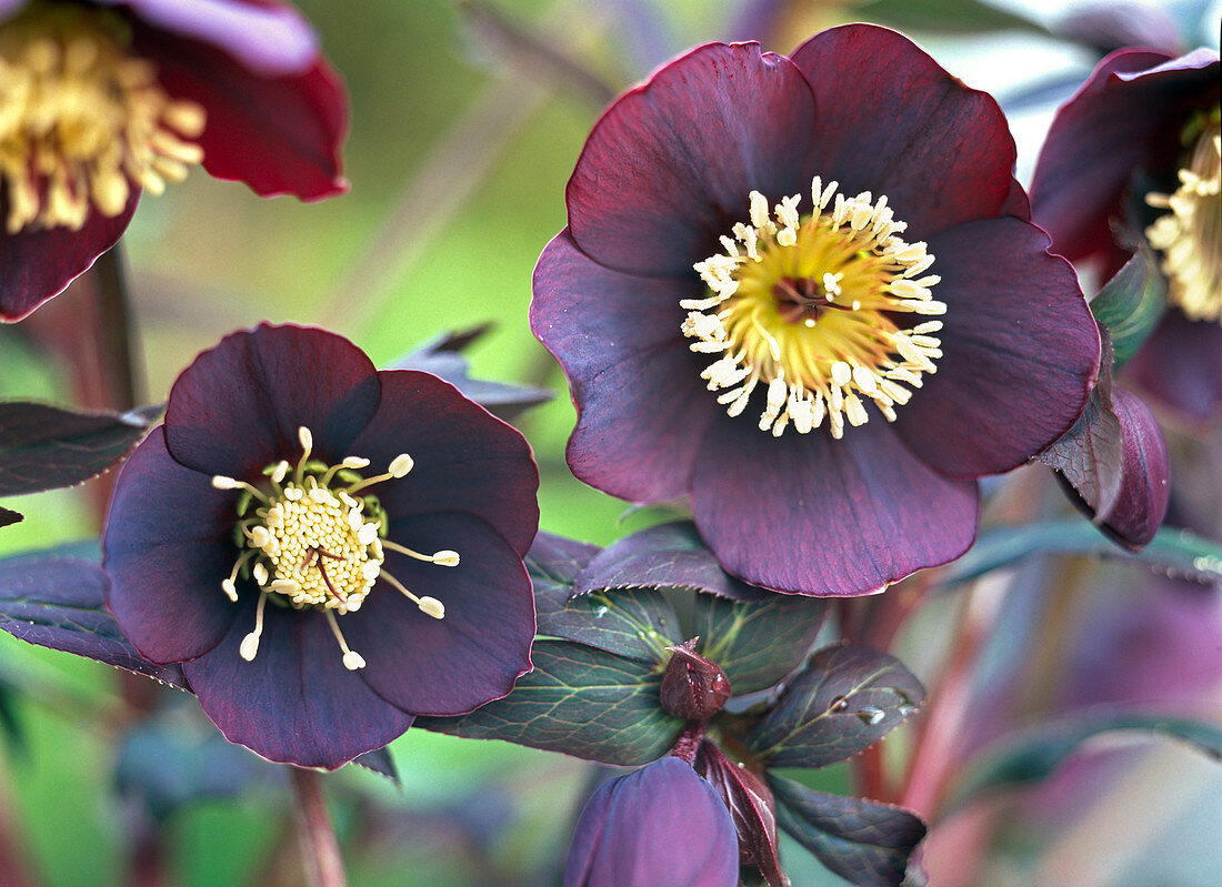 Flowers of Helleborus Gold Collection 'Merlin'