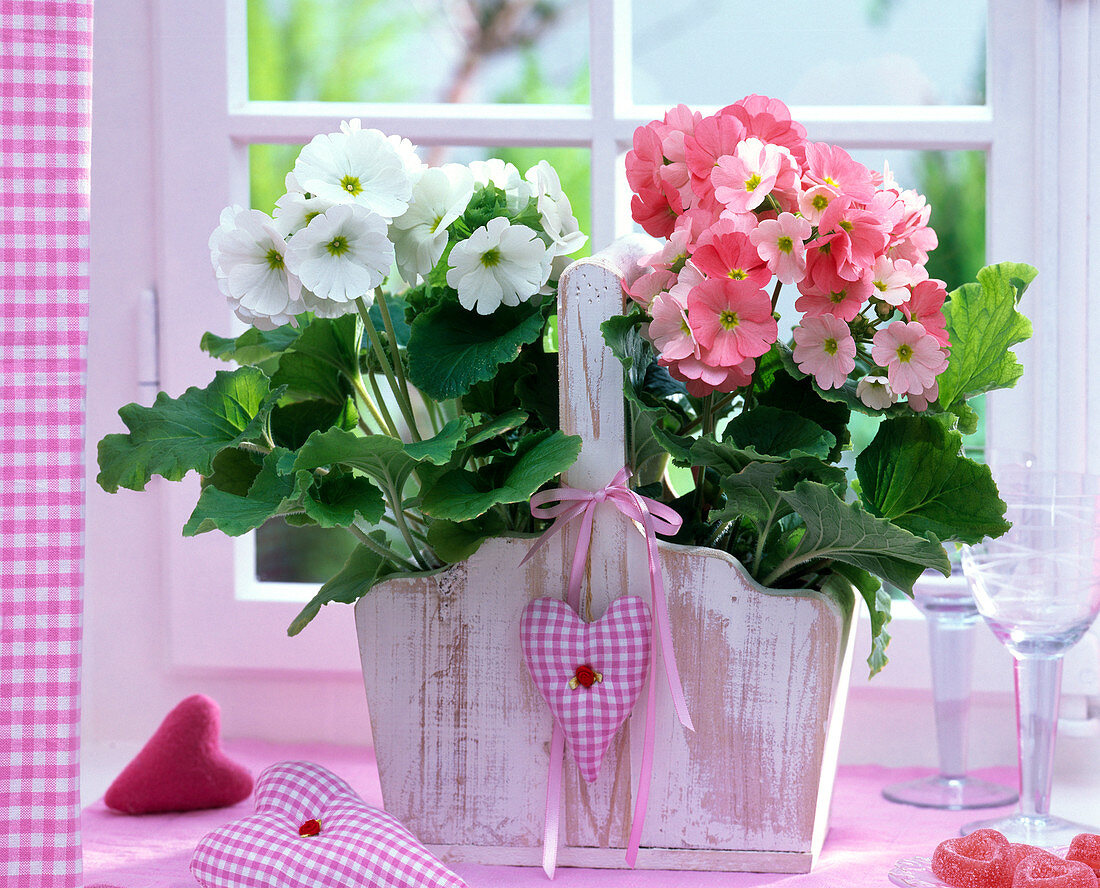 Primula obconica (Becherprimeln, weiß und rosa) in Holzkorb am Fenster