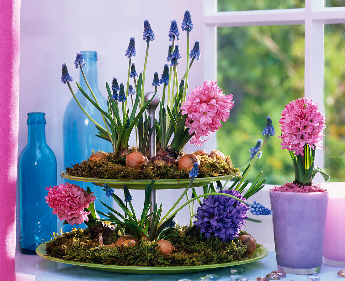 Etagere with Muscari and Hyacinthus