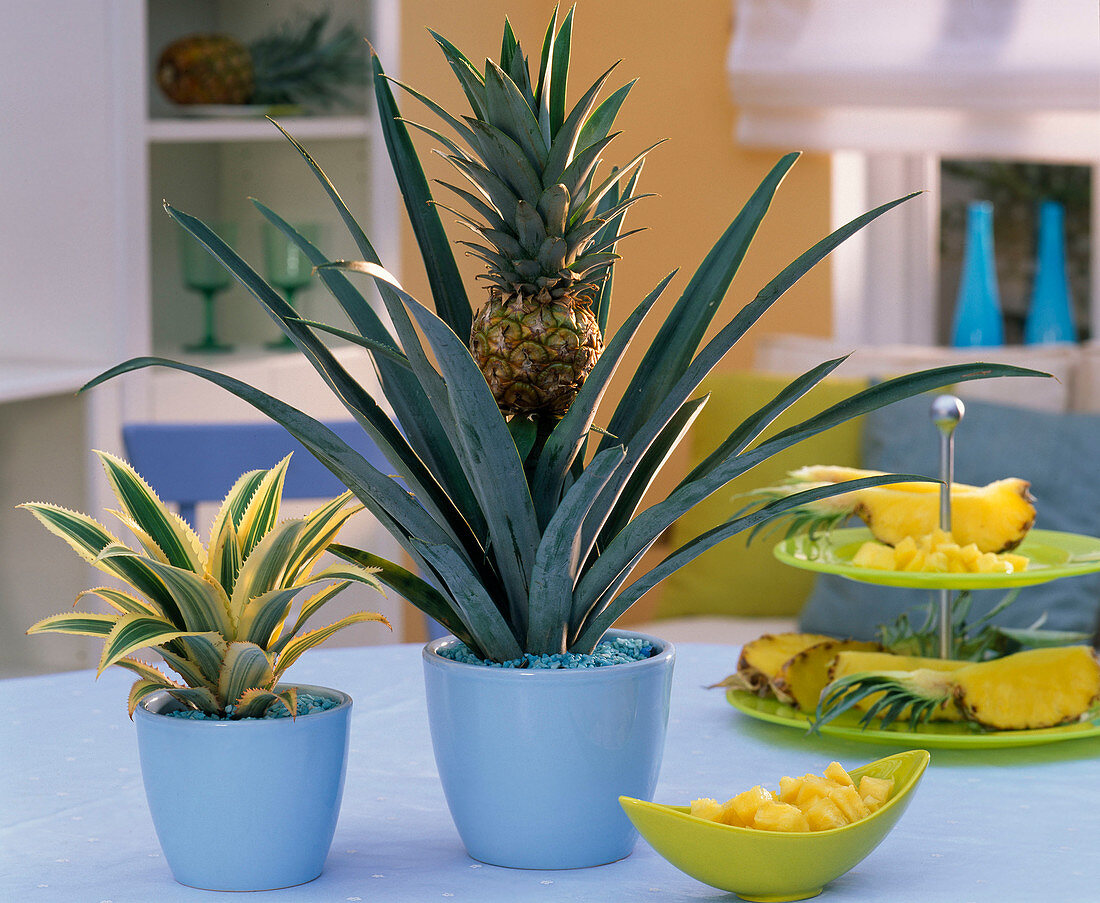 Ananas mit Frucht und 'Variegata' in hellblauen Übertöpfen