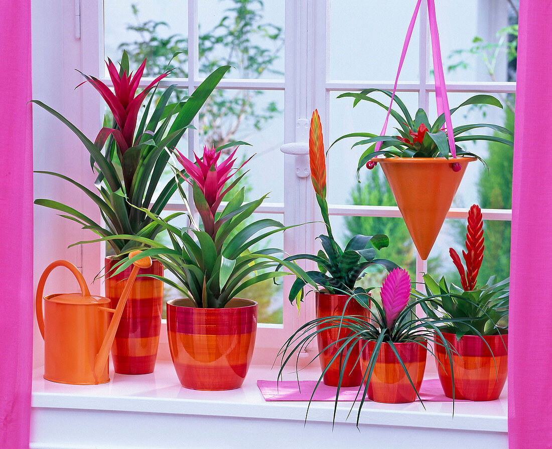 Guzmania pink hanging in planters and in hanging basket