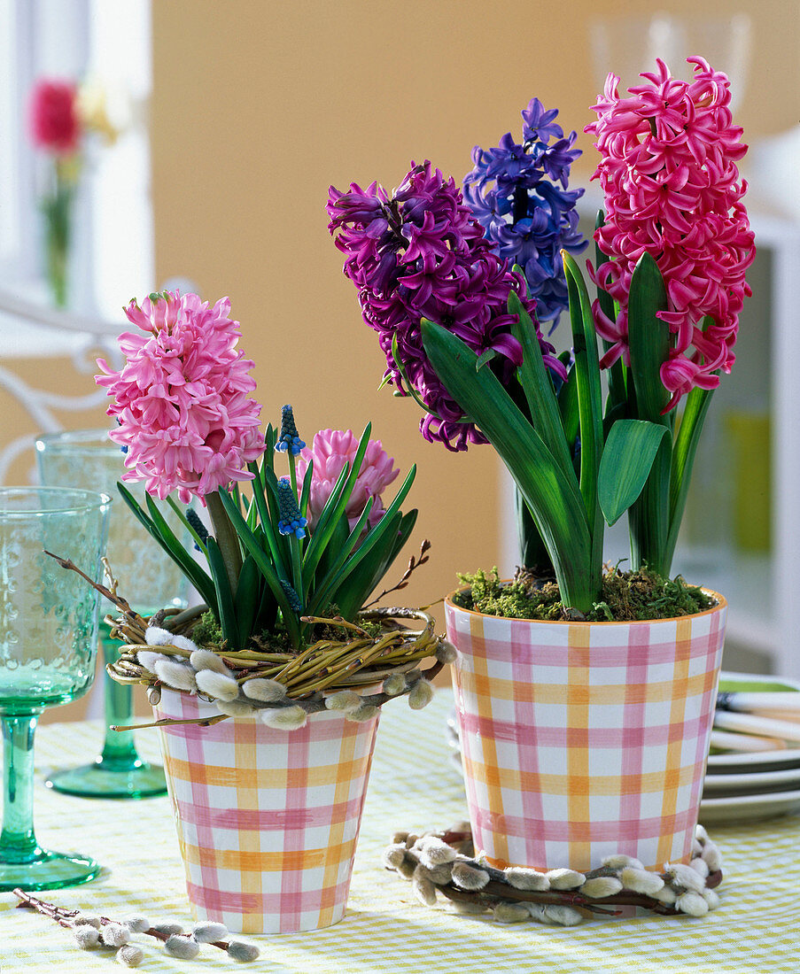 Hyacinthus and Muscari in checkered planters