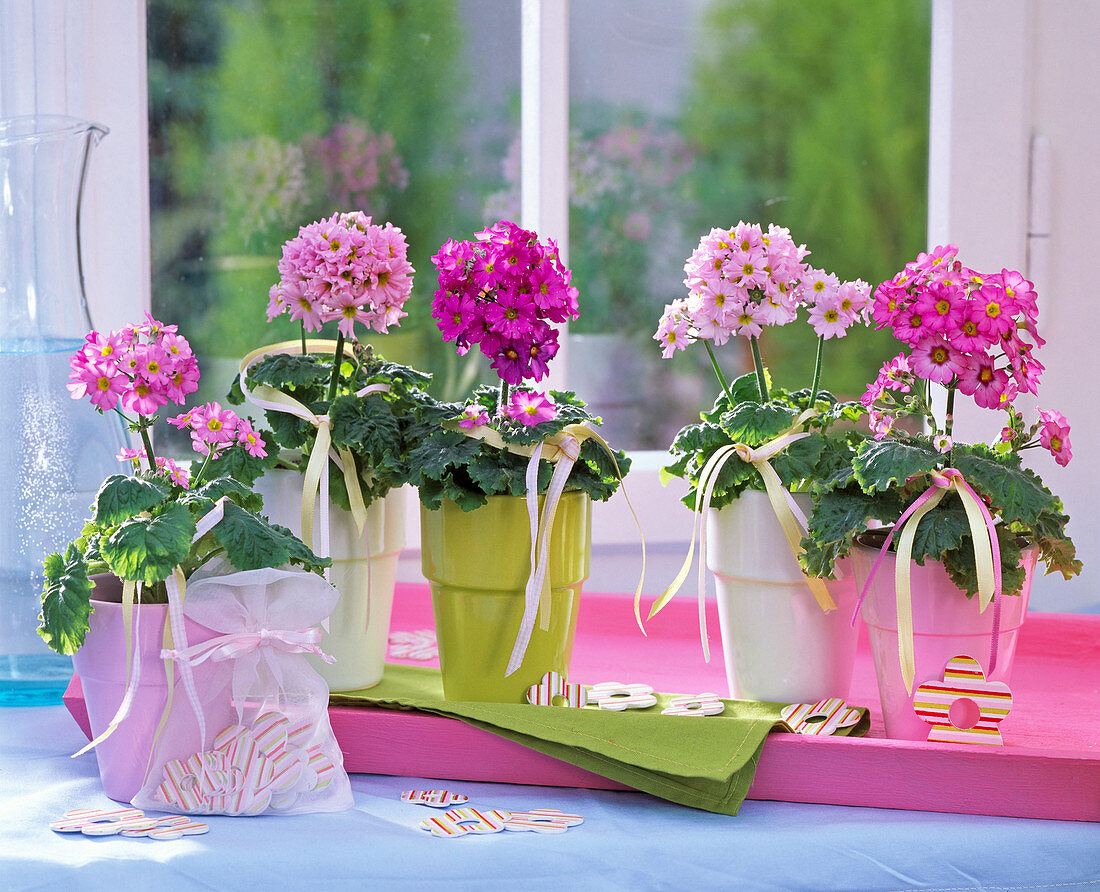 Primula malacoides (Fliederprimeln, rosa und pink) am Fenster