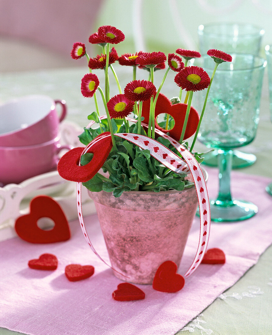 Bellis (Tausendschön) mit roten Filzherzen und Dekoband mit Herzmotiven