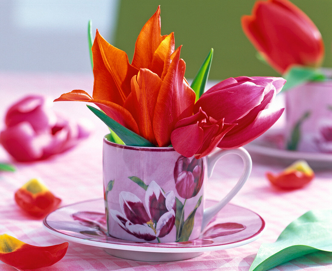 Blüten von Tulipa (Tulpen) in Espressotasse mit Tulpenmotiv