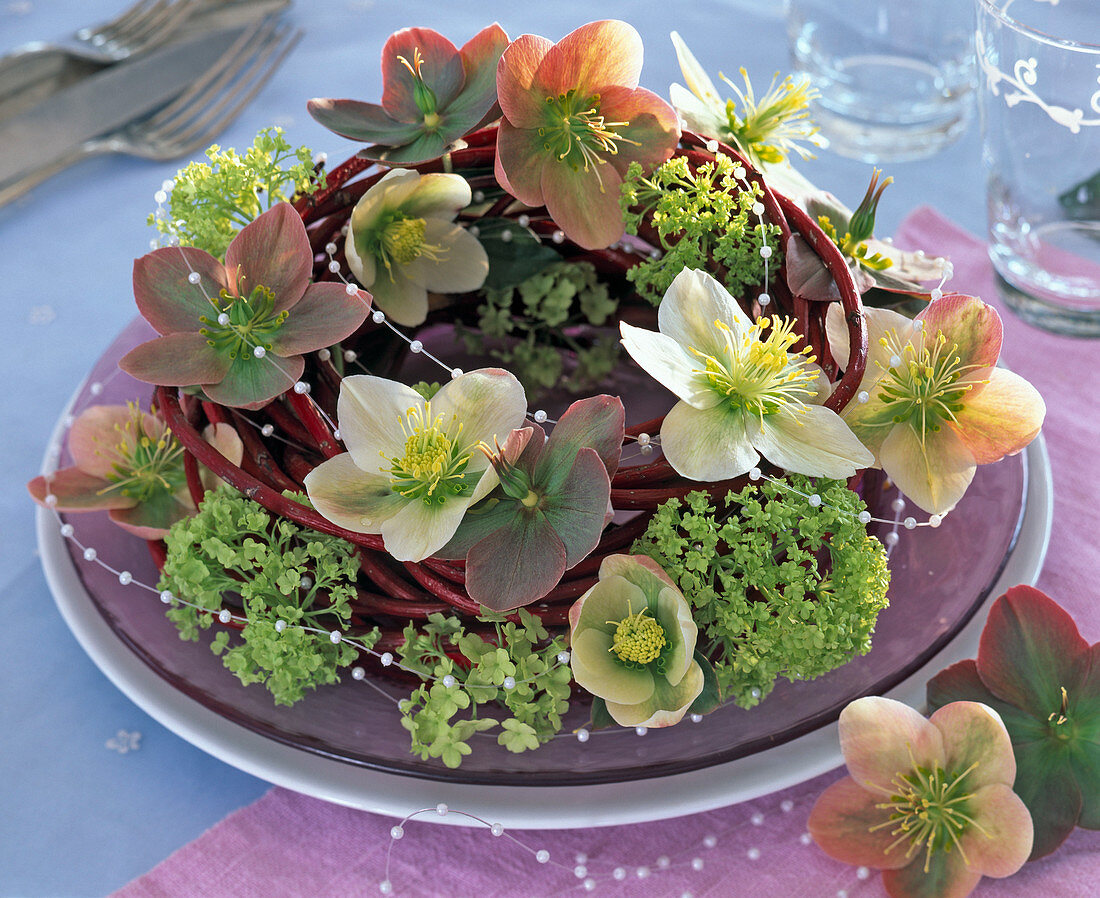 Kranz aus Zweigen von Cornus (Hartriegel) mit Helleborus (Lenzrose)