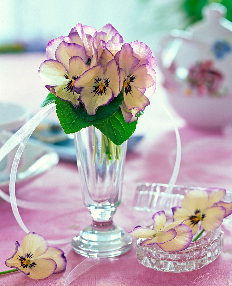 Strauß aus Viola cornuta 'Coconut Swirl' (Hornveilchen) in Glasvase, Blüten