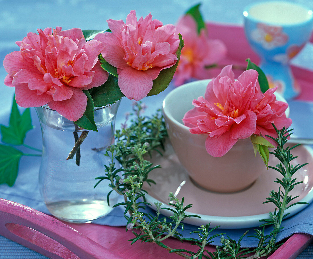 Gefüllte pinkfarbene Blüten von Camellia (Kamelie) in Glas und Espressotasse