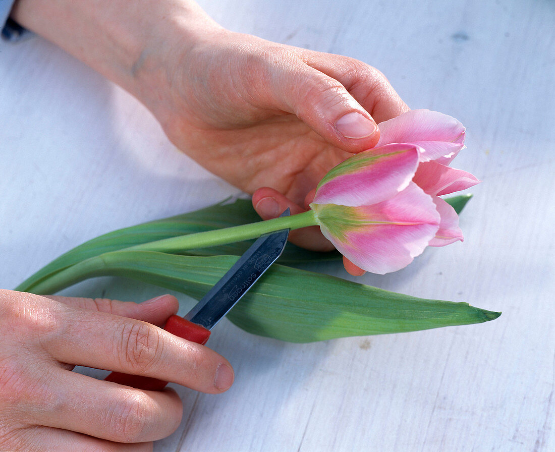 Den Stiel von Tulipa (Tulpe, rosa-grün) mit scharfem Messer spalten