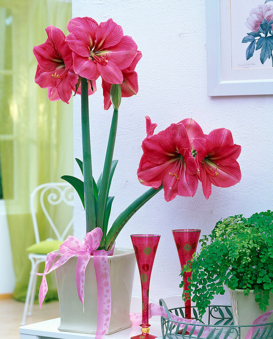 Hippeastrum 'Hercules' (Amaryllis, pink) in a square planter