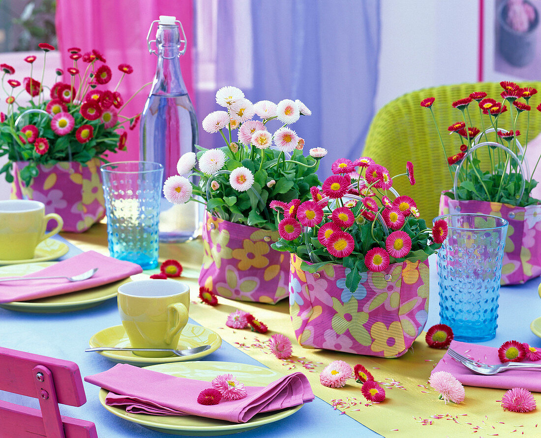 Bellis perennis in white and pink in cloth bags on the table