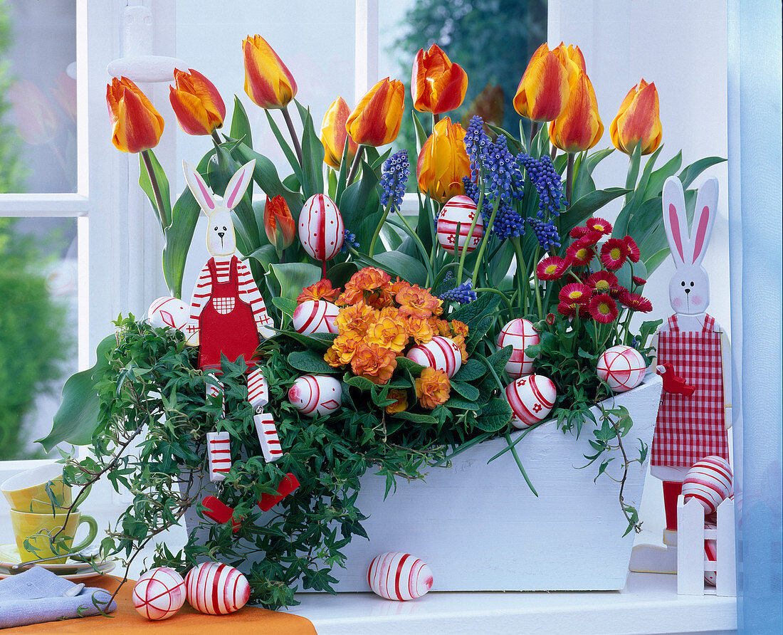 Kasten mit Tulipa (Tulpen), Muscari (Traubenhyazinthen), Primula (Primel)