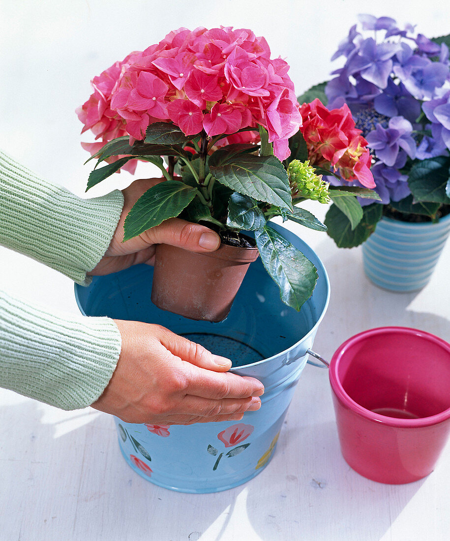 Dip hydrangea (hydrangea) with pot in bucket with water