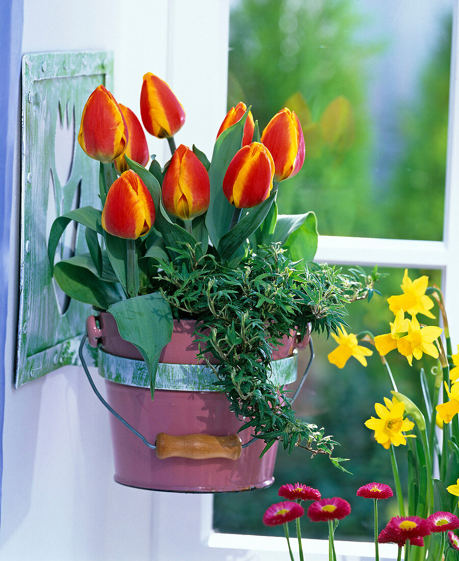 Tulipa (Tulpen), Hedera (Efeu) in Topf an Wandhalterung befestigt