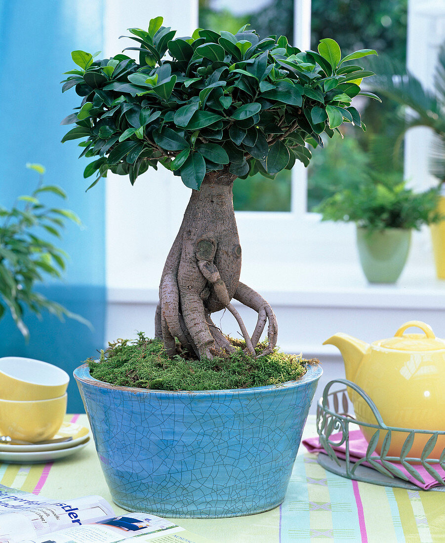 Ficus nitida 'Ginseng' (Gummibaum) als Bonsai in türkiser Schale