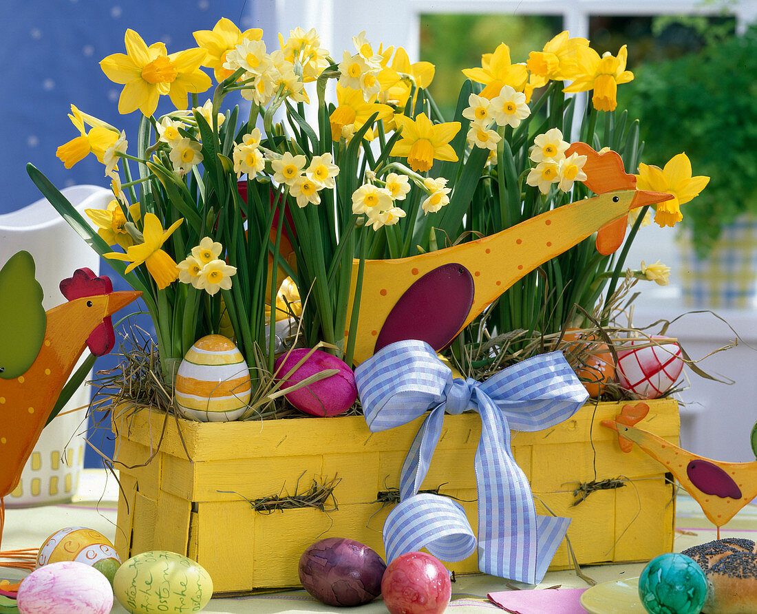 Yellow woodchip basket as Easter basket with Narcissus 'Minnow', 'Jetfire'